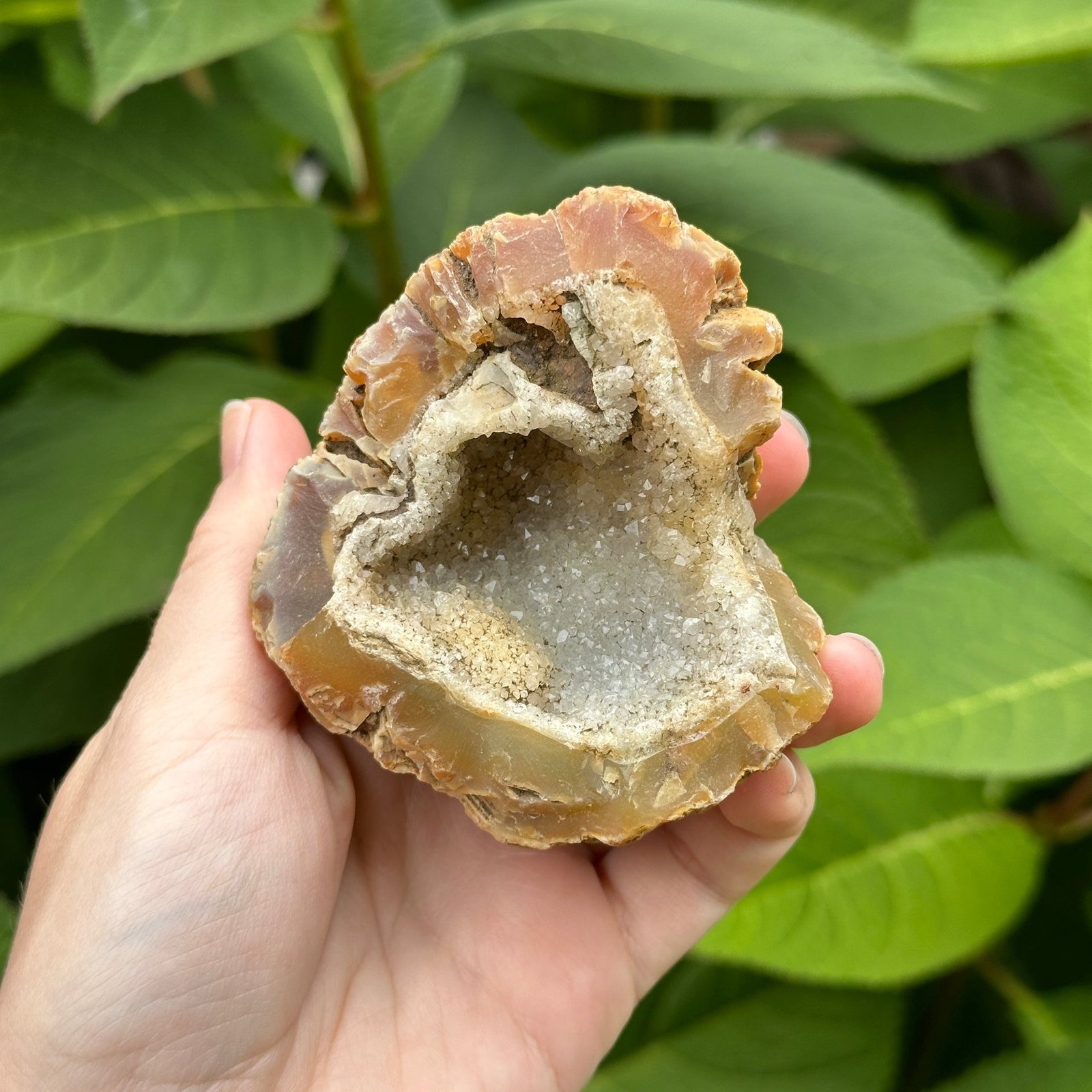 Hand Collected Agate Geode Crystal with Druzy ~ From Washington State, USA