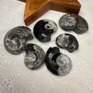 One Polished Goniatite Fossil Specimen