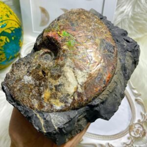 Rainbow Ammolite Fossil In Host Rock Matrix from Alberta, Canada