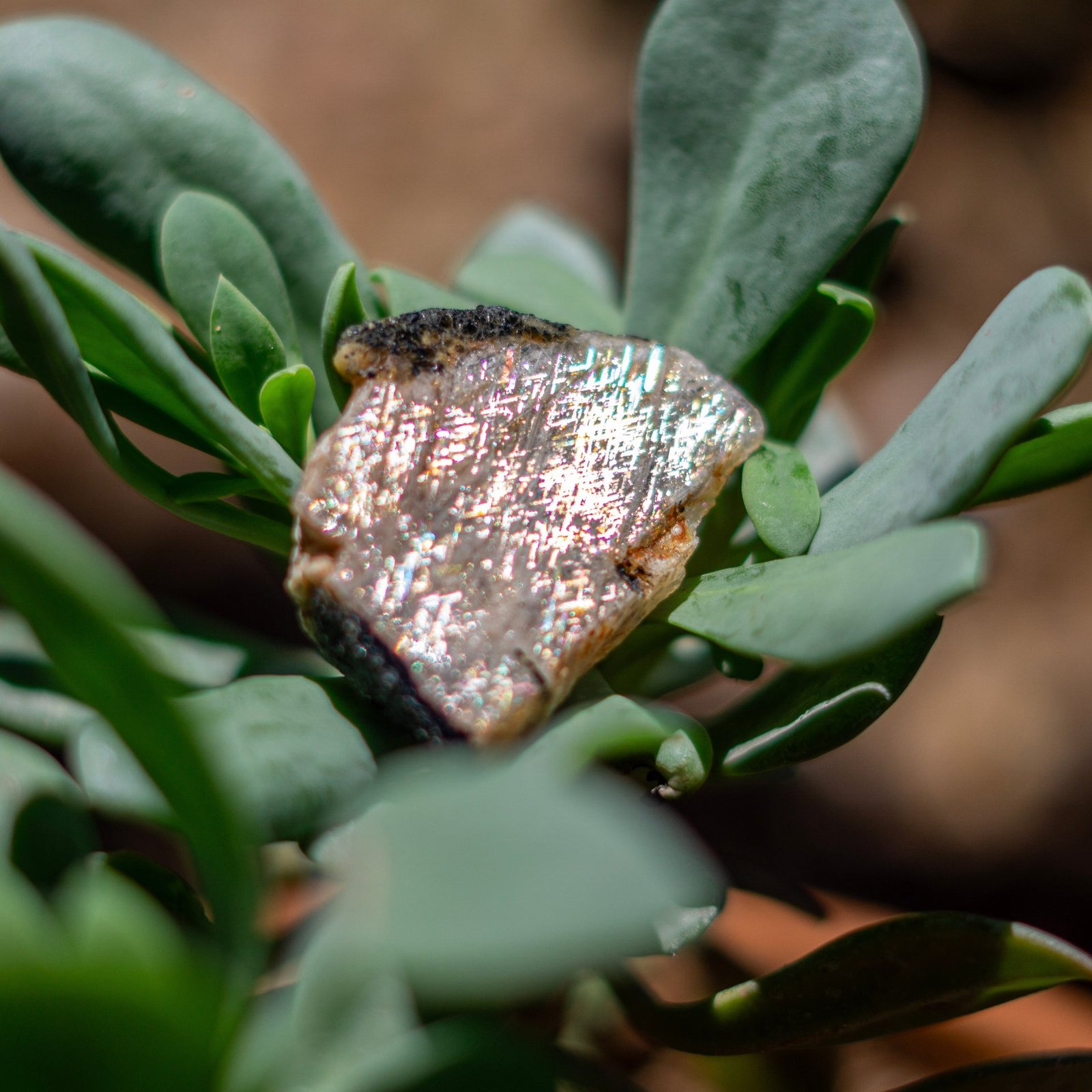 Rare Rainbow Lattice Sunstone from Australia – 27.9 Carats